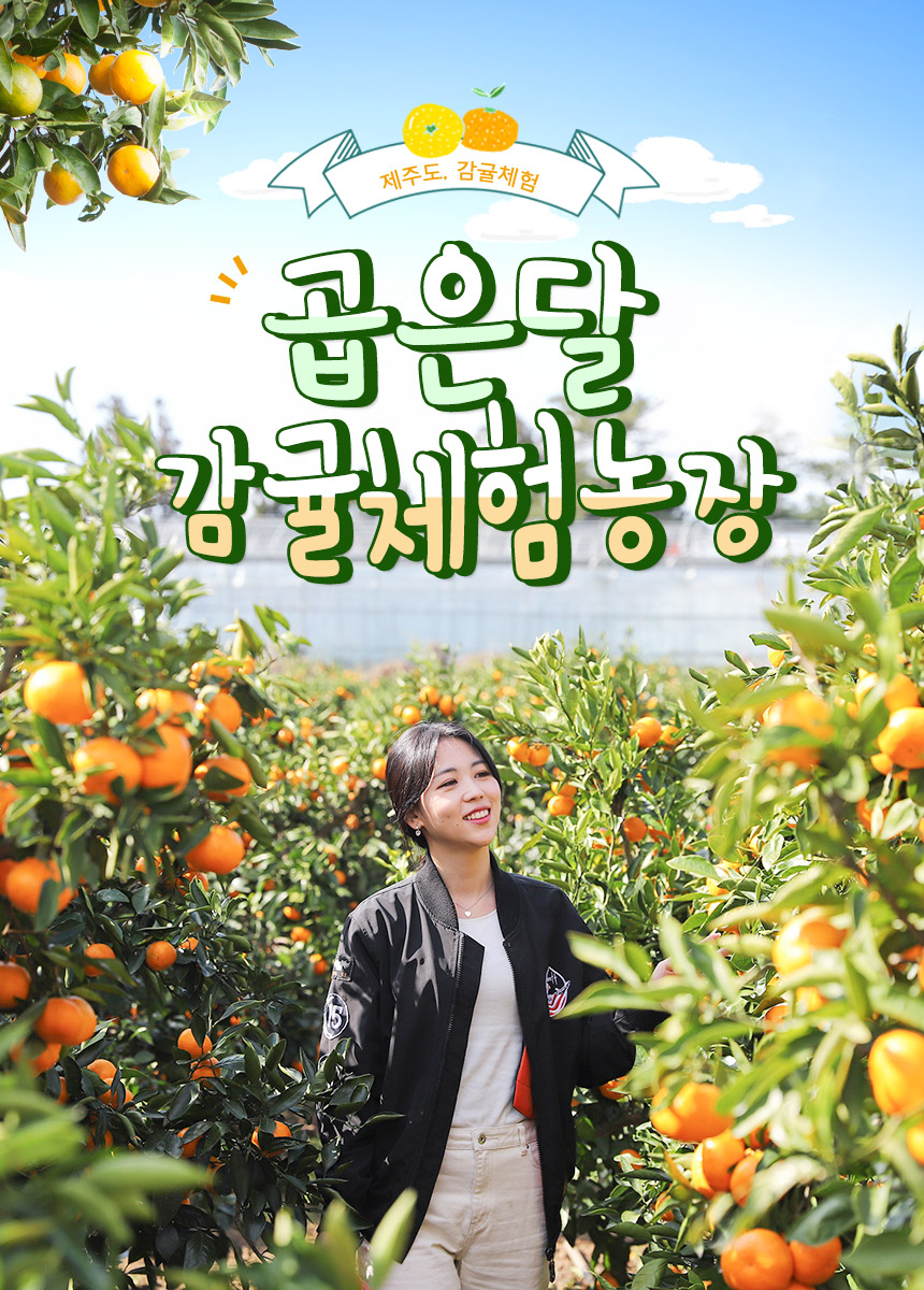 [제주] 곱은달 감귤체험농장