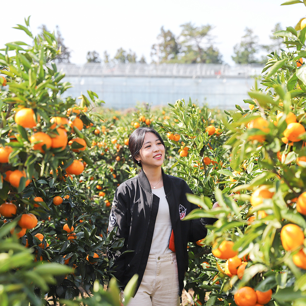 [제주] 곱은달 감귤체험농장